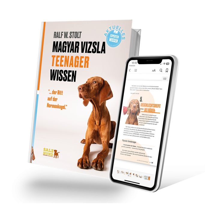 Magyar Vizsla Teenager Wissen Magyar Vizsla Teenager Wissen